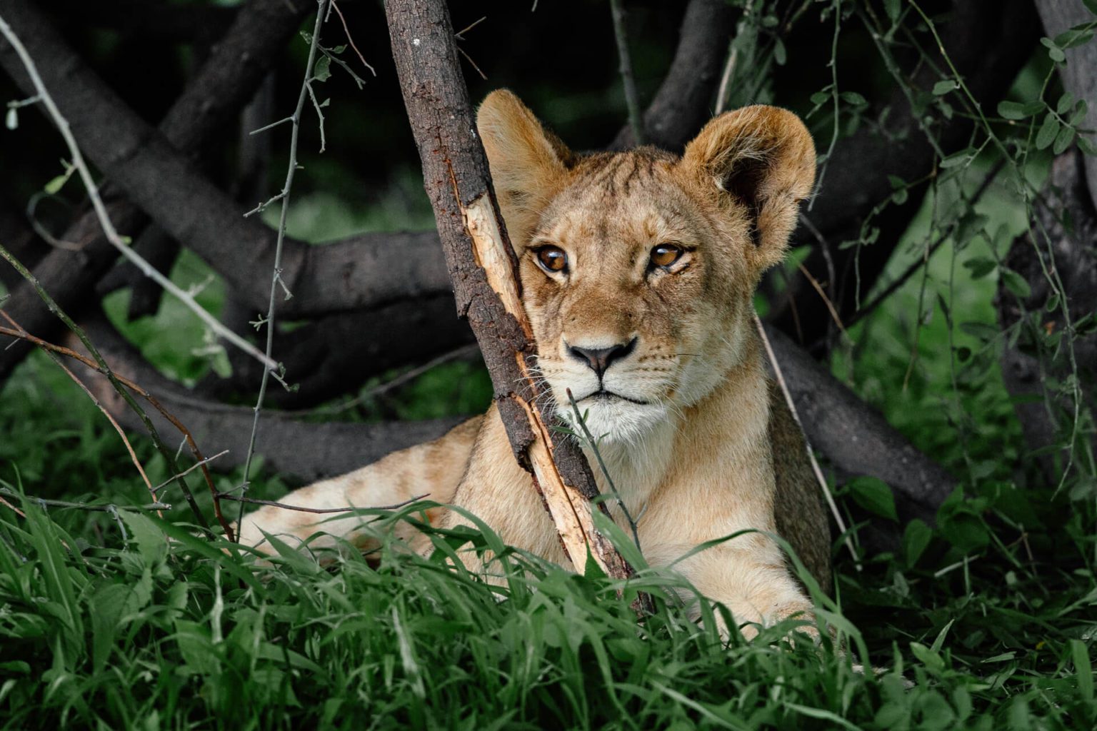 Rhino Ridge Safari Lodge | About The Lodge | Rhino Ridge