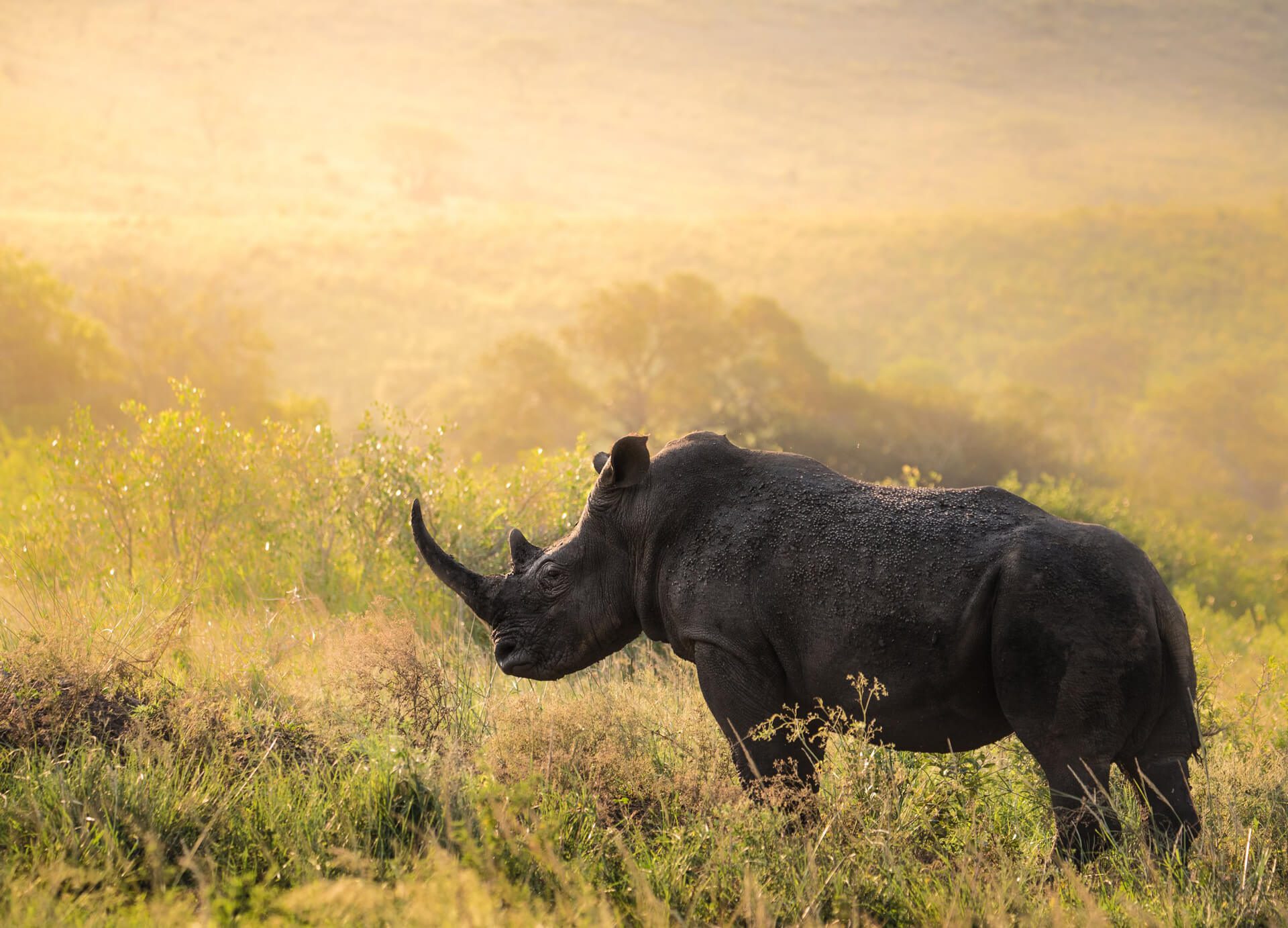 KwaZulu-Natal - 6 Reasons to Visit | Rhino Ridge Safari Lodge