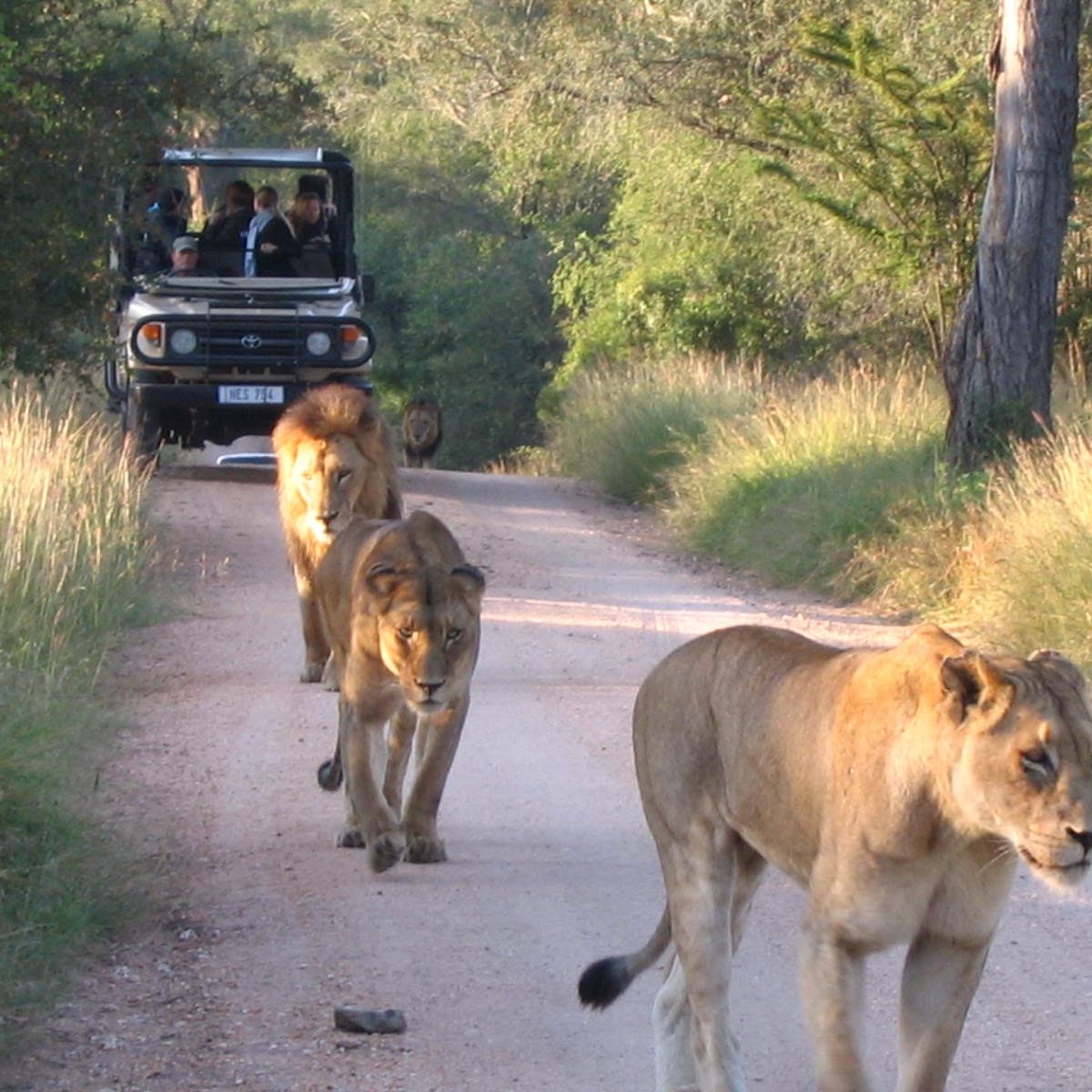 Lion viewing south Africa safari lodges