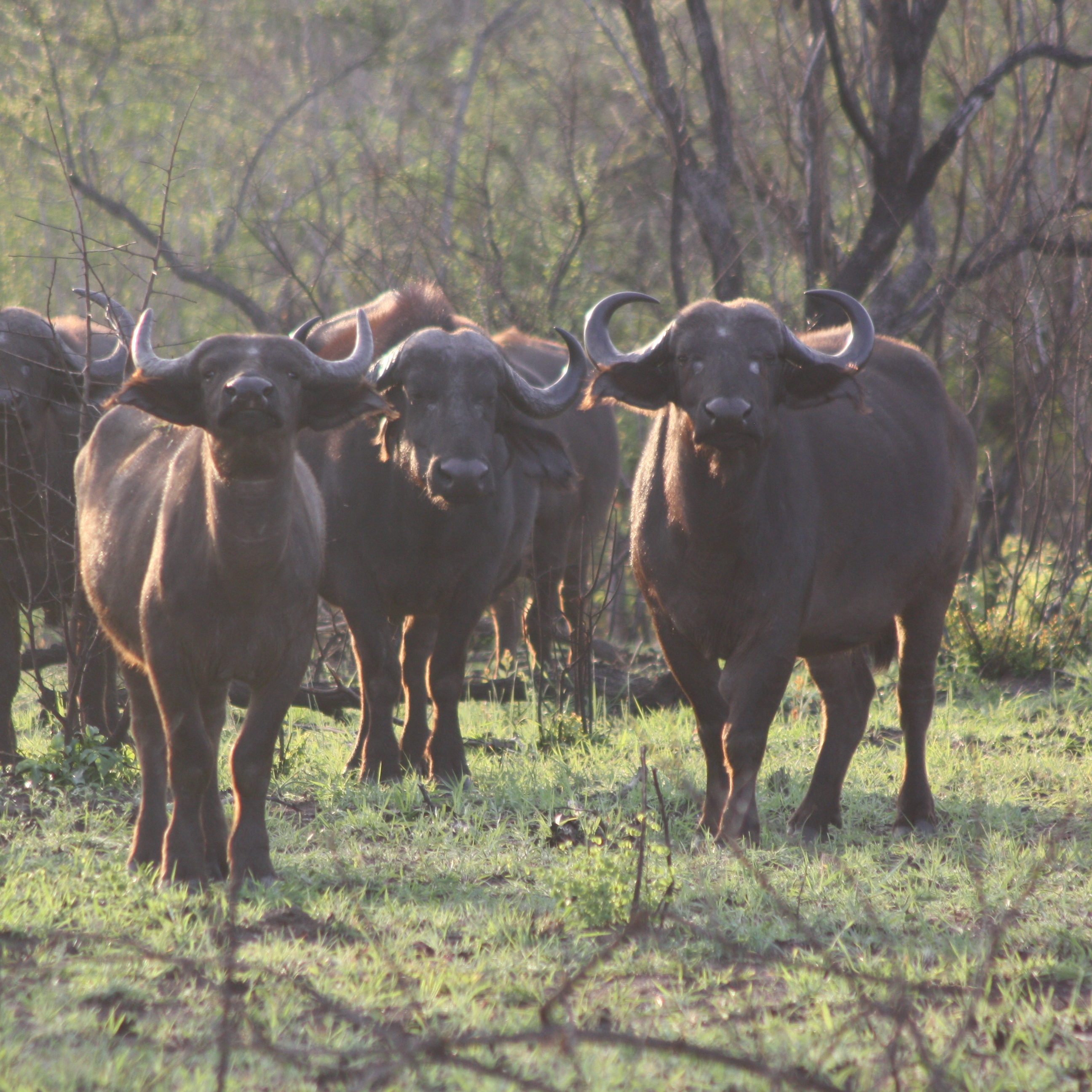 A herd of buffalo