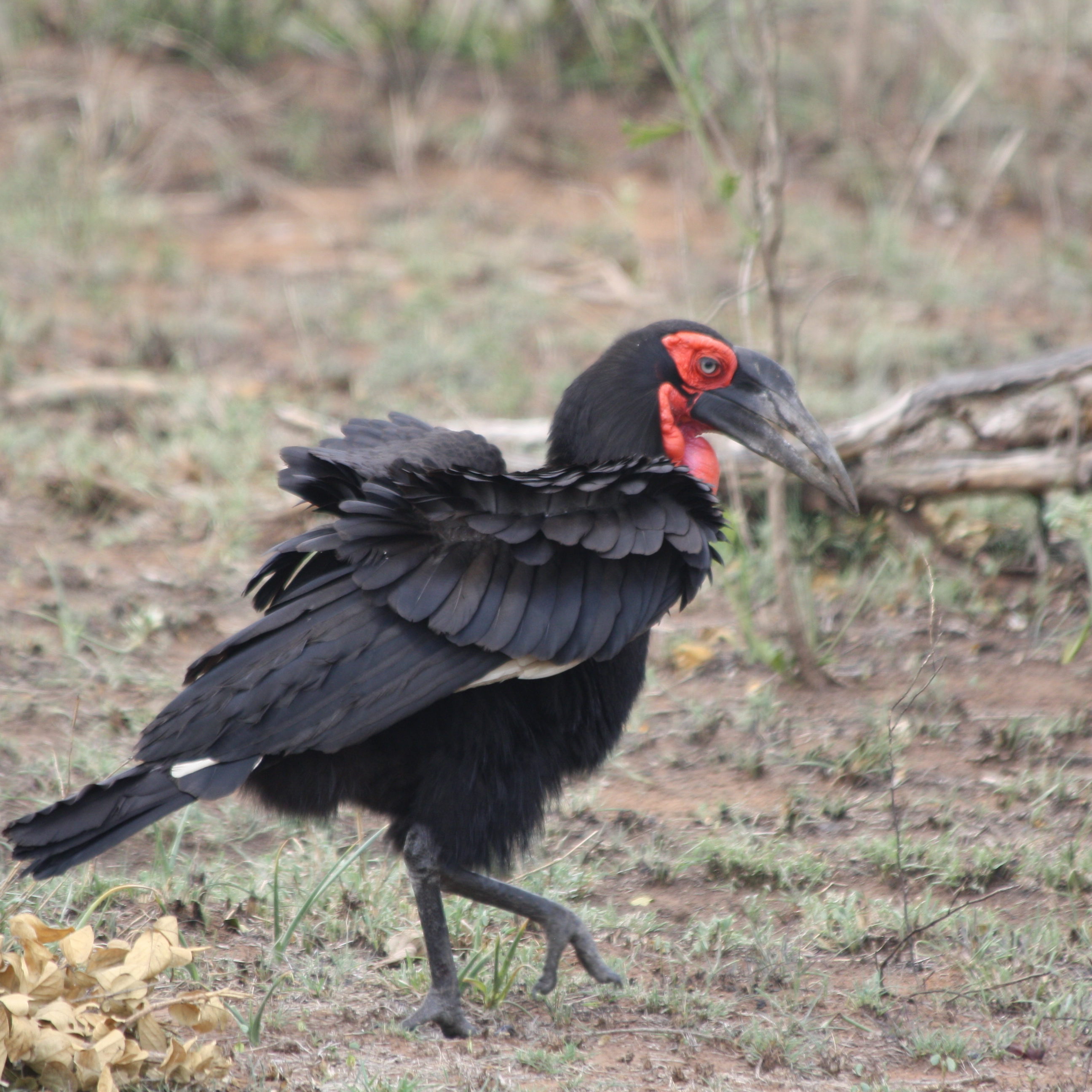 Ground hornbill walk