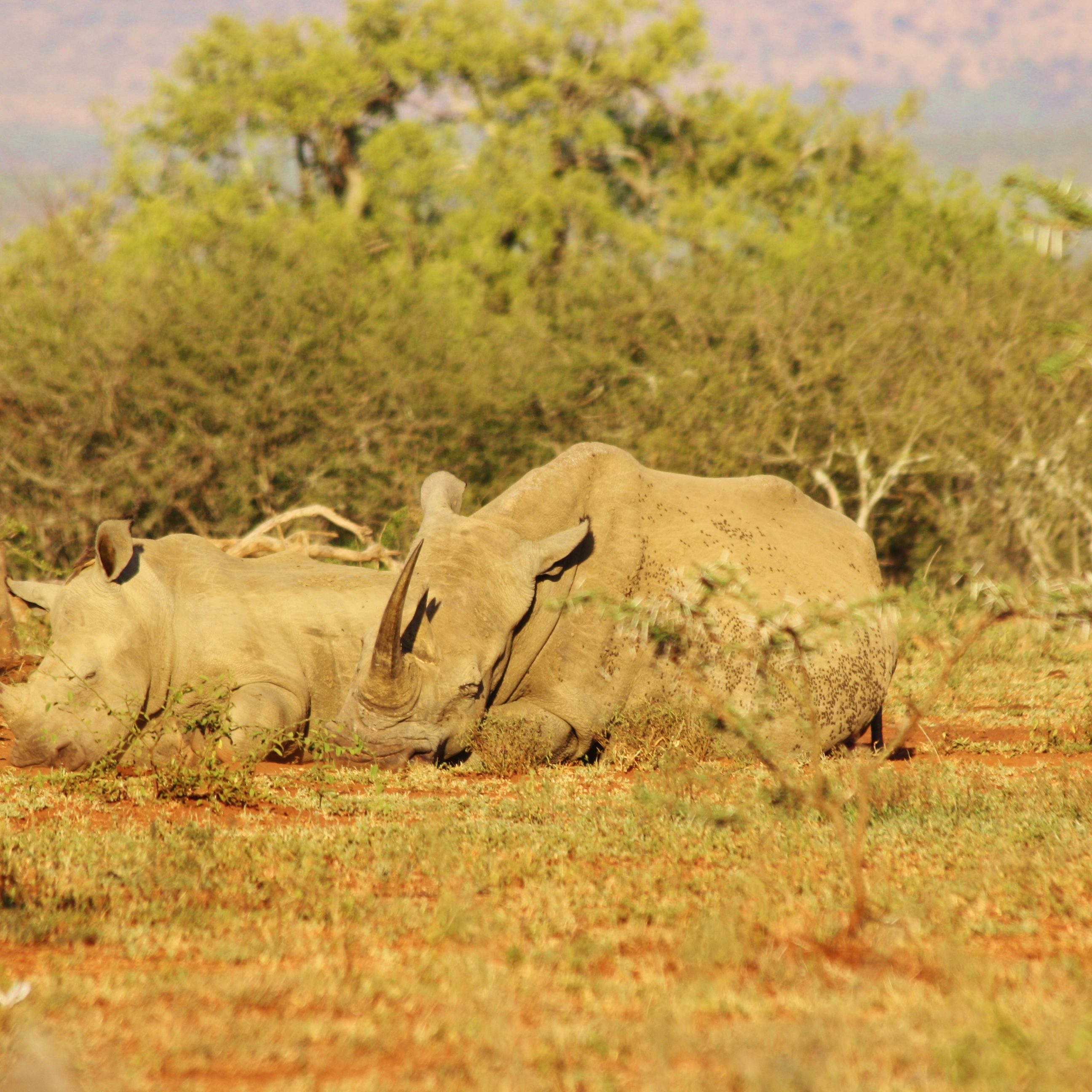 I had tears in my eyes watching this mother and baby rhino napping safely in the setting sun at Hluhluwe-iMfolozi Game Reserve