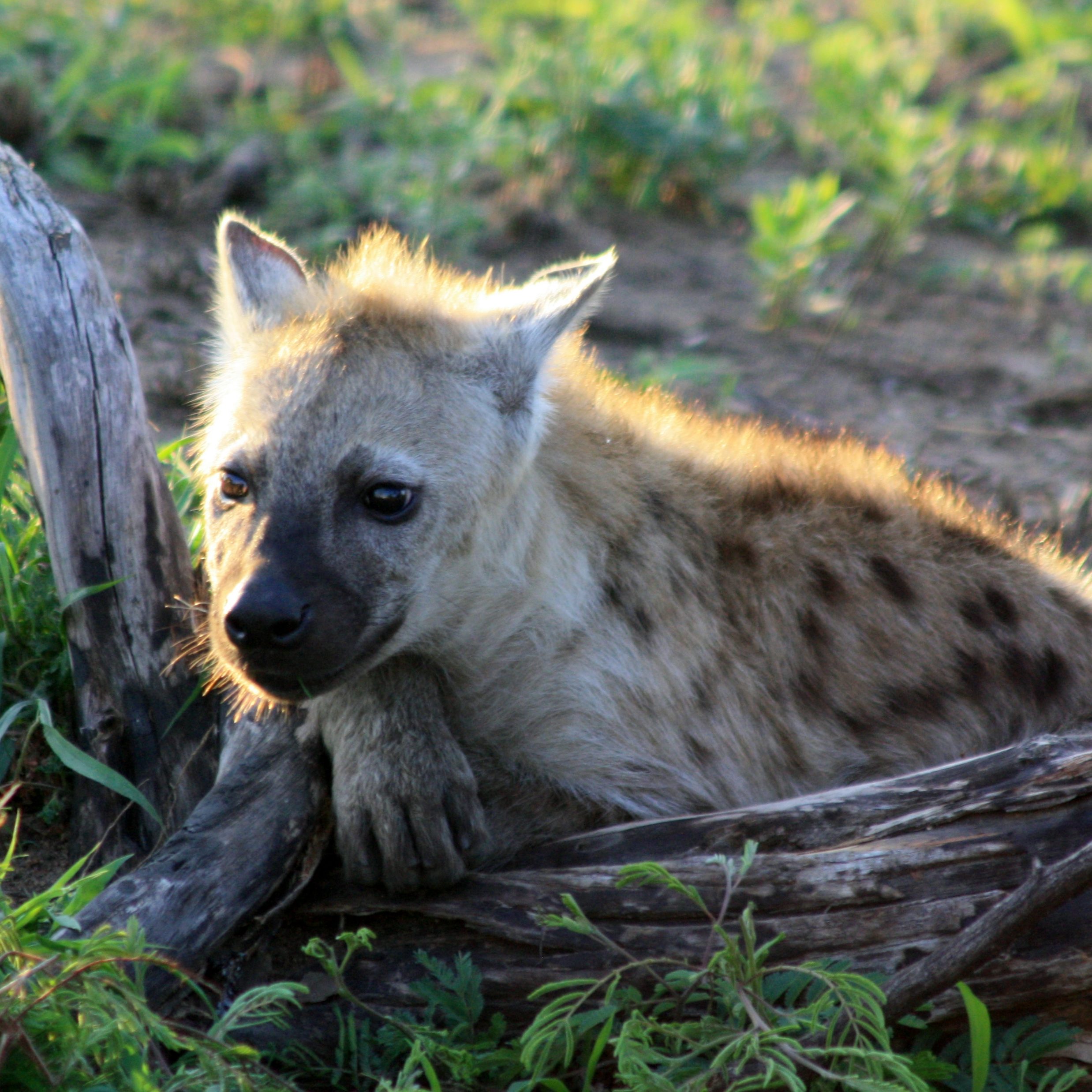 south Africa safari lodges