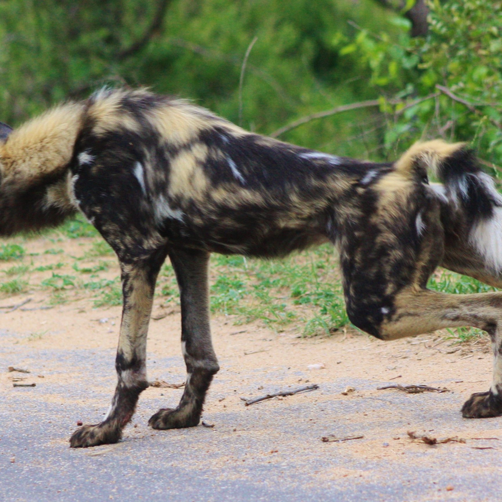 south Africa safari lodges