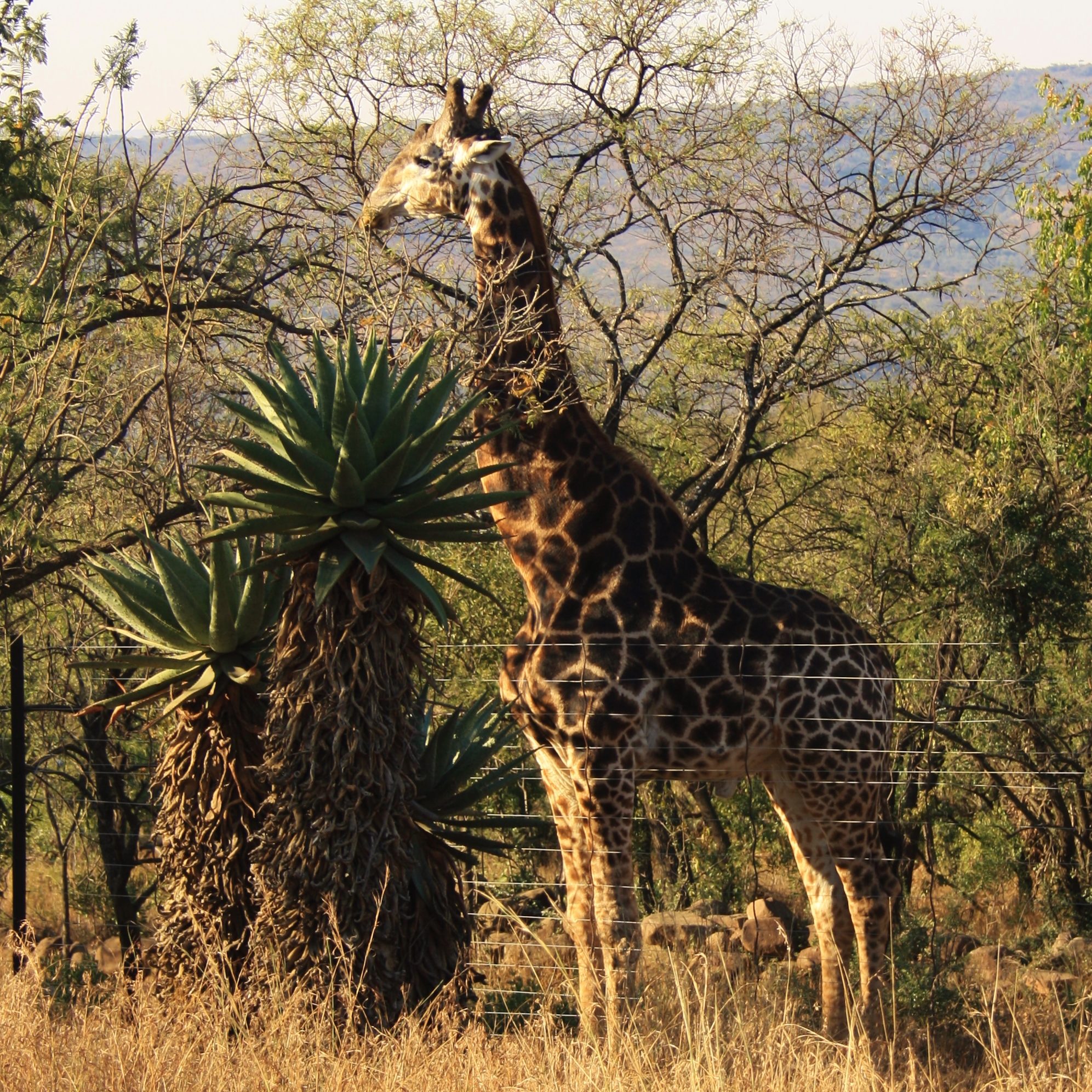 south Africa safari lodges