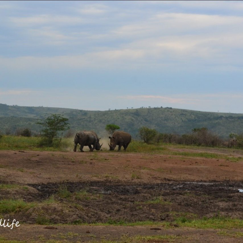 Rhino bulls fighting - photograph by Jason Kipling