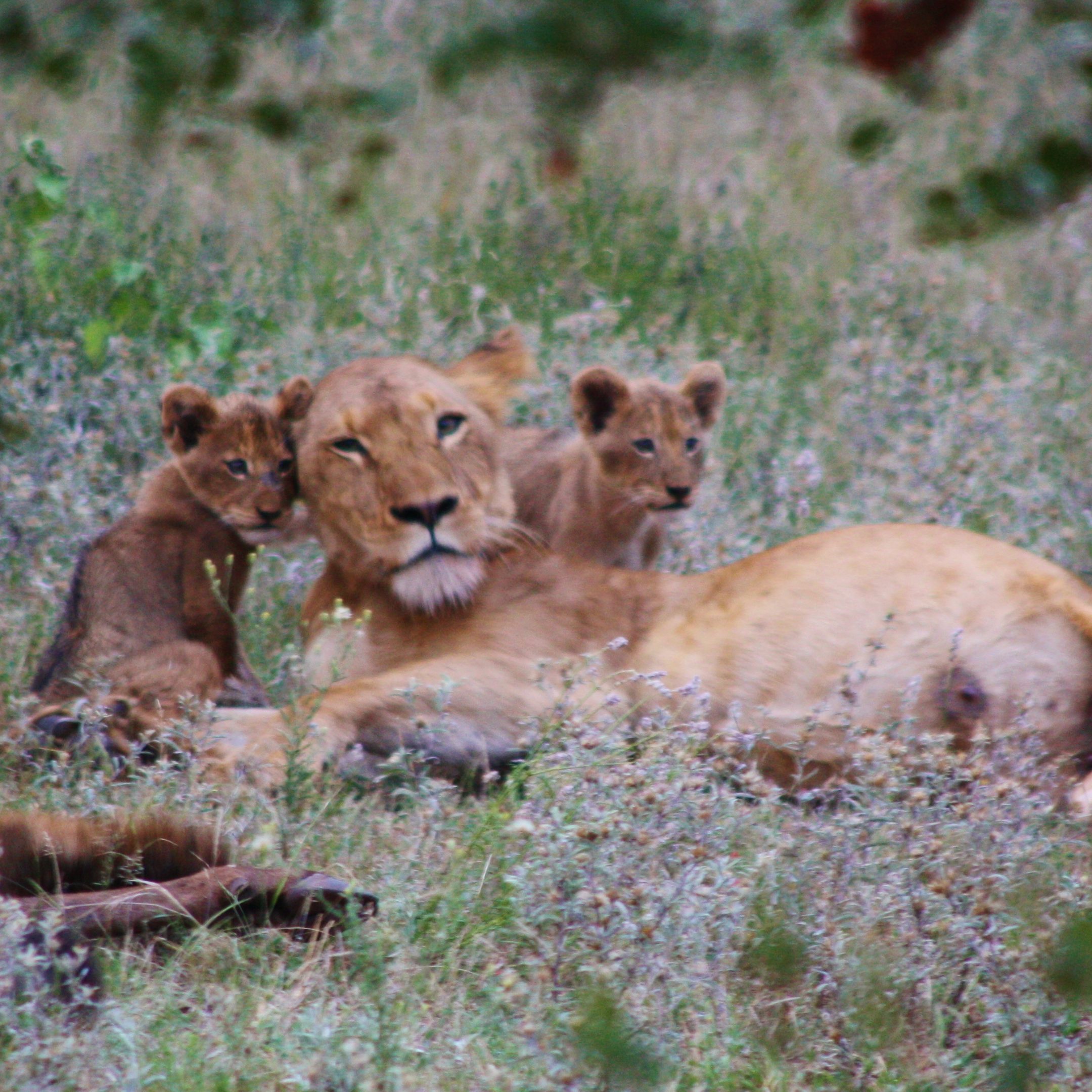 south Africa safari lodges