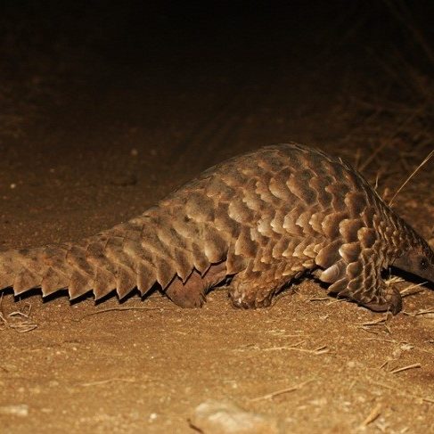 Pangolin Marius