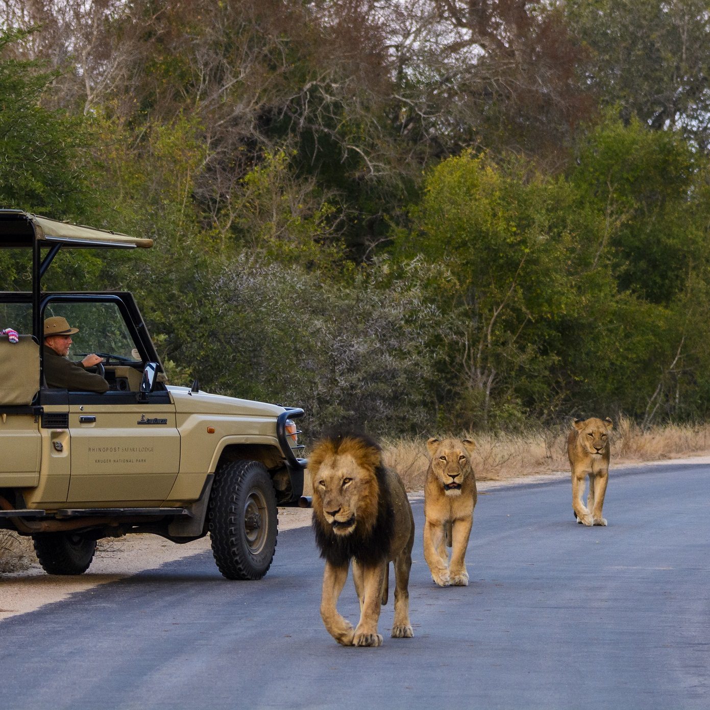 Kruger National Park. Mpumalanga. South Africa