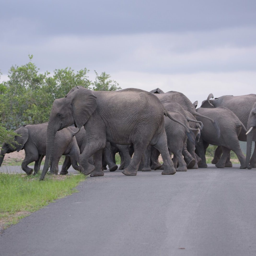 game lodges in South Africa