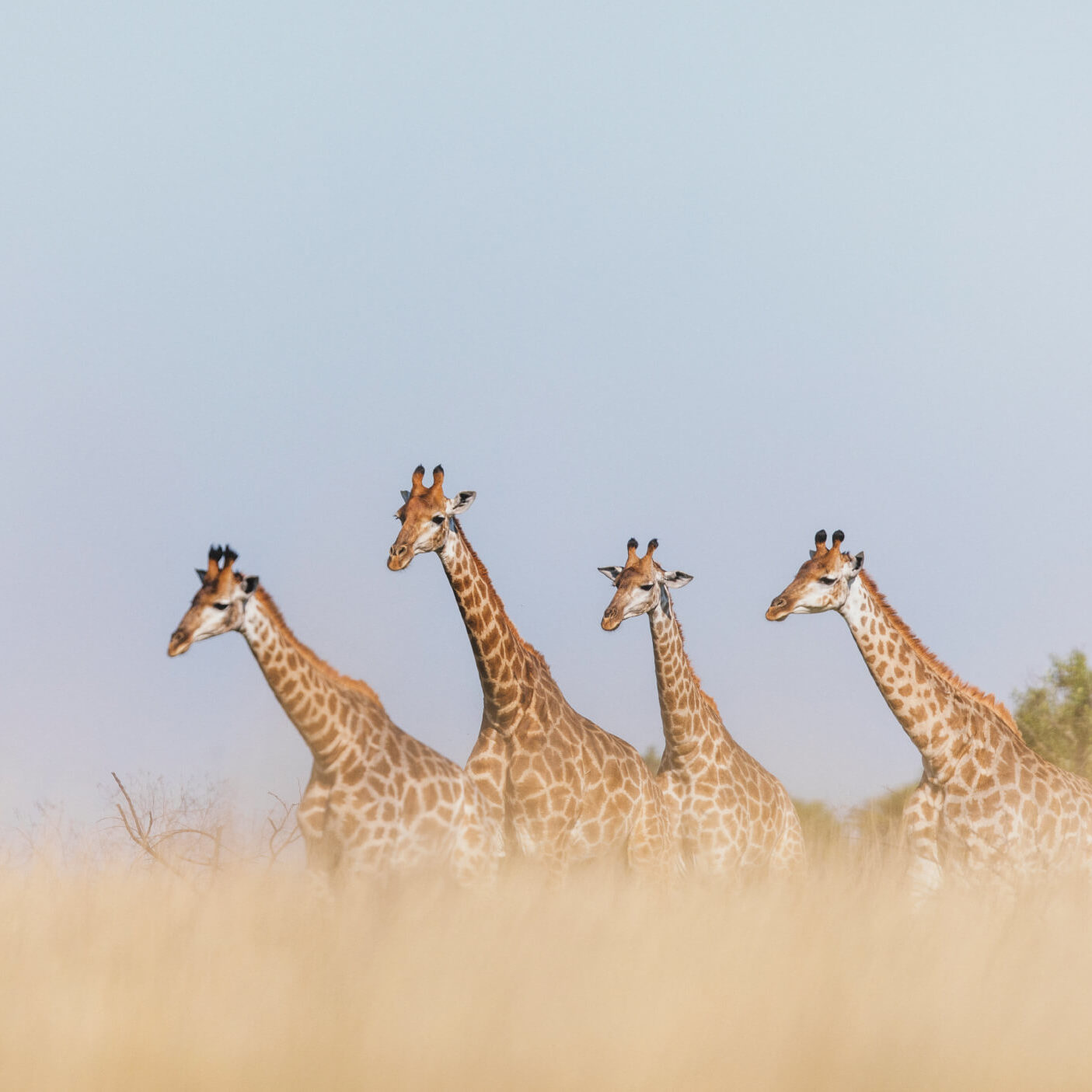 RhinoRidge_OurStory_GiraffeJourney