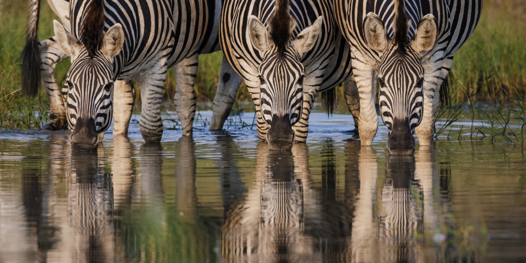 RhinoRidge_Packages_ZebraBanner_rs RhinoRidge_Packages_ZebraBanner_rs
