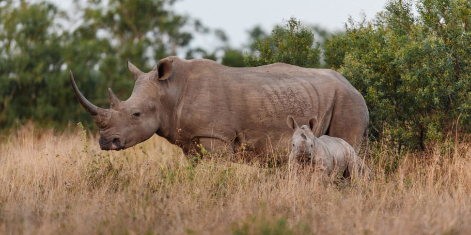 South African Safari Specials | Holiday Packages | Rhino Ridge
