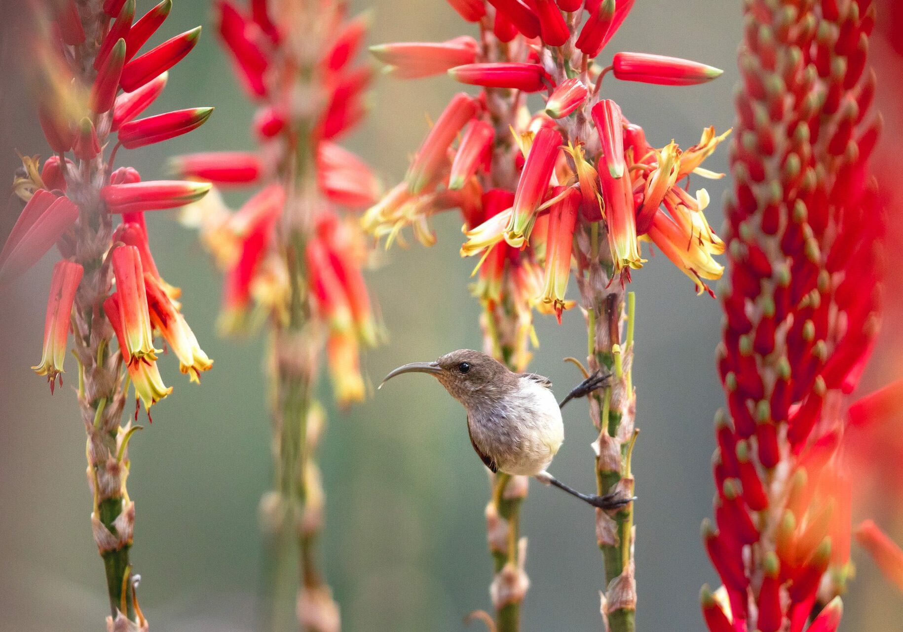 A sunbird perched on red flowers, showcasing the diverse birdlife at Rhino Ridge Safari Lodge's birdwatching experience.
