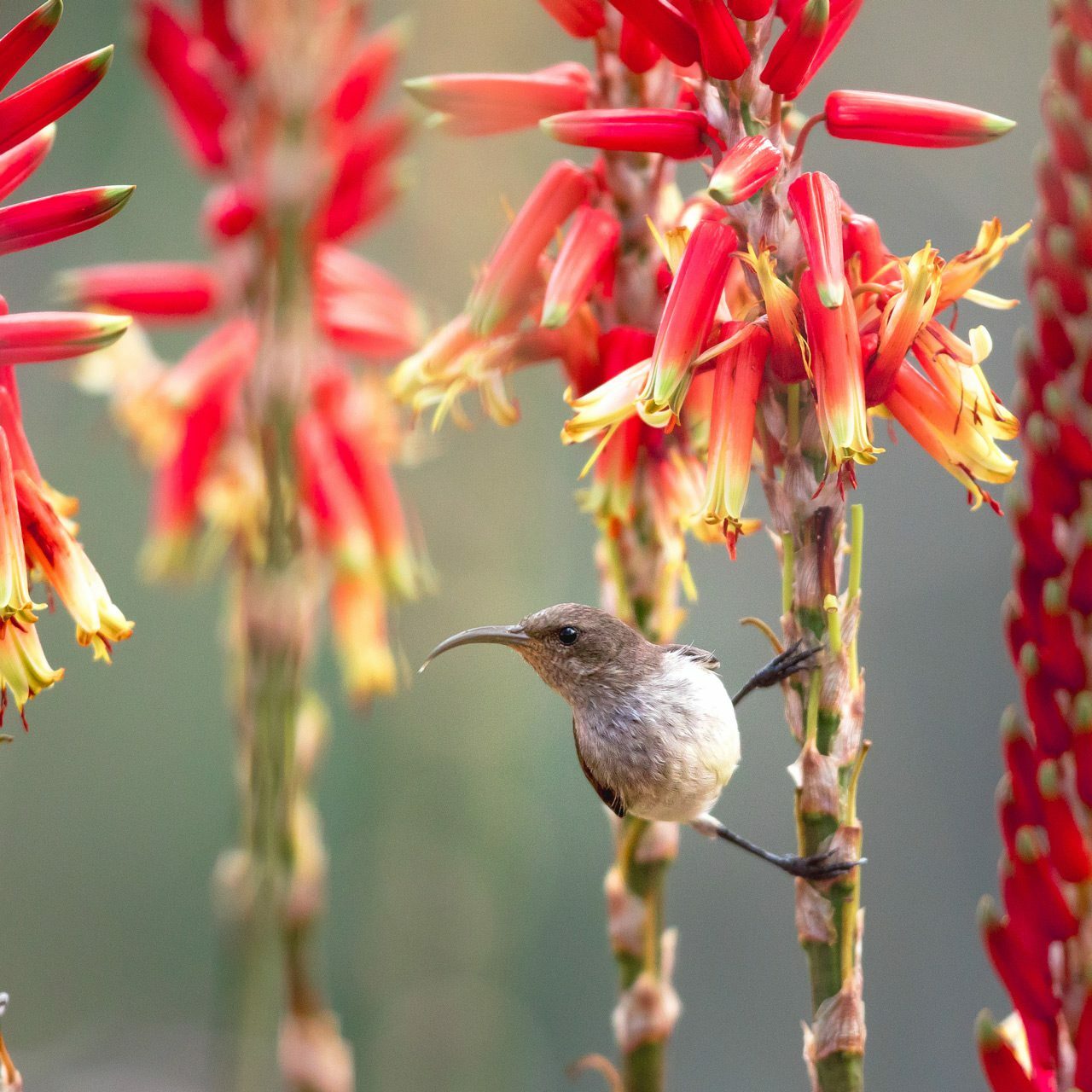 A sunbird perched on red flowers, showcasing the diverse birdlife at Rhino Ridge Safari Lodge's birdwatching experience.
