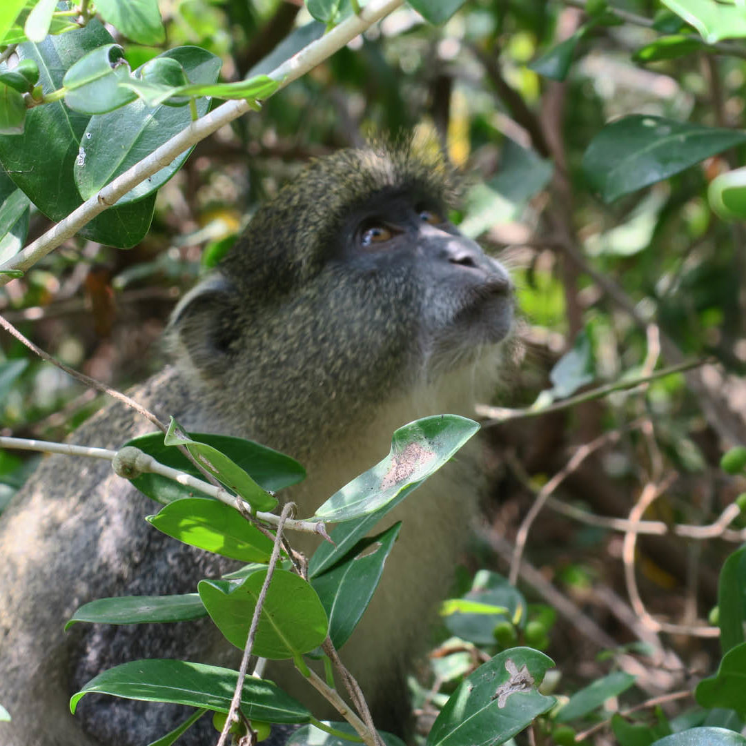 Thonga Wildlife