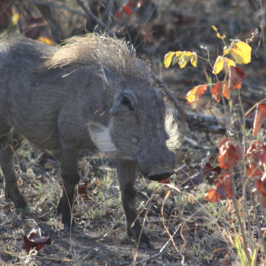 south Africa safari lodges