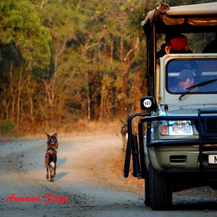 Wild Dog and Truck Hluhluwe Armand 2