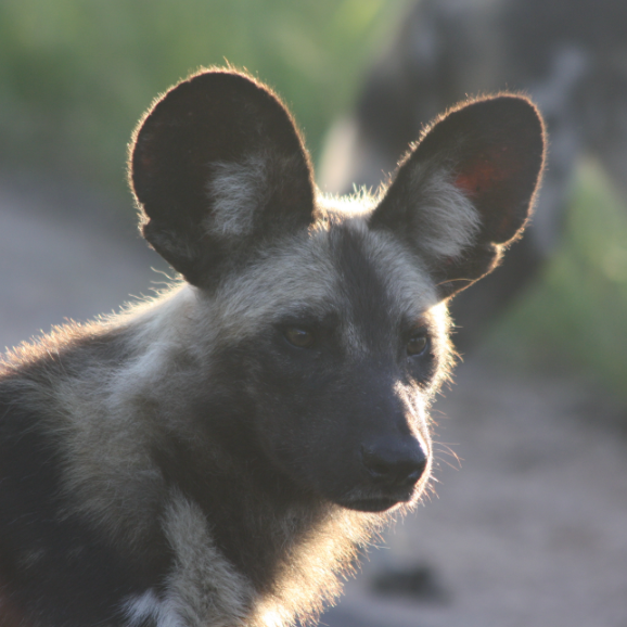 Wild dog silhouette