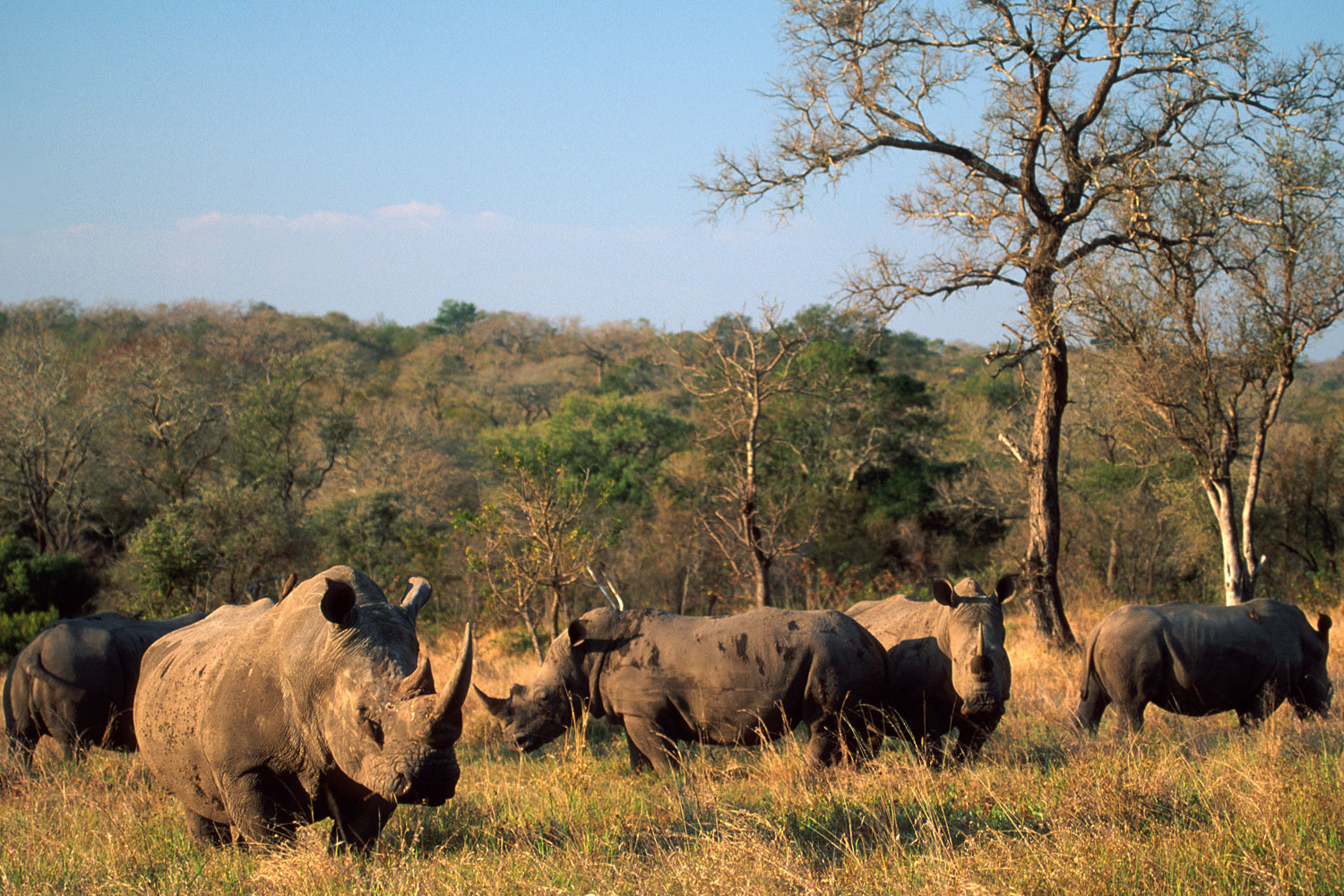 Hluhluwe Game Reserve Accommodation | Rhino Ridge Safari LodgeRhino ...